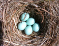 bluebird grass nest