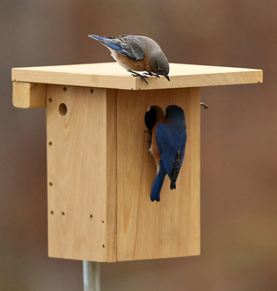 You know you're a bluebirder.  Photo by David Kinneer