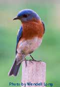 Eastern bluebird. Photo by Wendell Long.