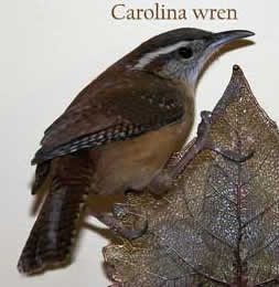 Carolina wren. Notice white stripe over eye.  Photo by Bet Zimmerman