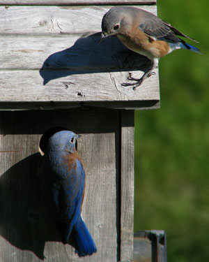 Bluebirds check out a nestbox. Photo by Kenn.