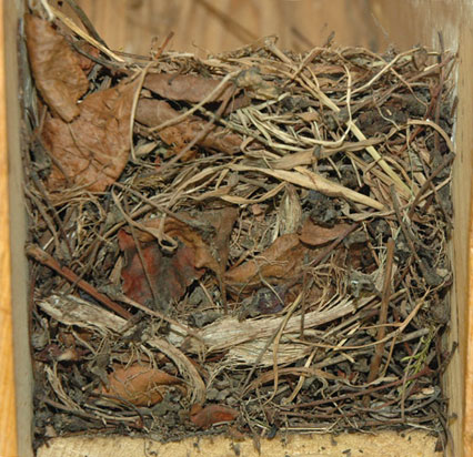 Unusual Bluebird Nest. Photo by Shari Kastner.