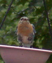 Female bluebird with blue on chest. Photo by Bet Zimmerman