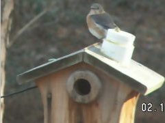Bluwing Nestcam of bluebirds (box being filmed)