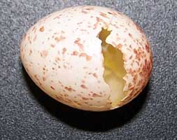 Tufted Titmouse egg probably pecked by HOSP. Photo by EA Zimmerman