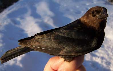 Brown-headed Cowbird. Photo by E.Zimmerman