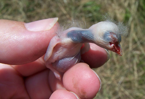 Dead nestling choked on bug. Photo by E. Zimmerman.