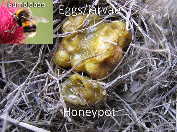 Bumblebee honeypot and egg mass. Photo by Bet Zimmerman