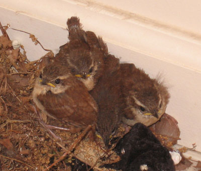 Carolina Wren fledglings.  Photo by Karen Ouimet.