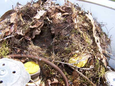 Carolina Wren nest. Photo by Bet Zimmerman.