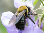 Carpenter Bee. Photo by Keith Kridler.