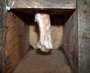 Cat paw reaching in through nestbox hole. Photo by Bet Zimmerman