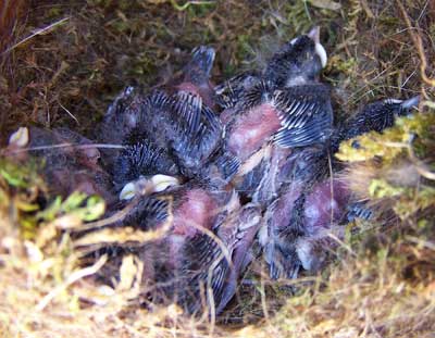 11 day old chickadee nestlings. Photo by Bet Zimmerman.
