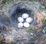 Chickadee nest. Photo by B Zimmerman