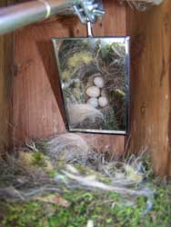 It's important to regularly monitor nestboxes.  This is a photo fo monitoring a chickadee nest using a mirror.  Photo by EA Zimmerman