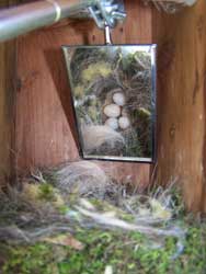 It's important to regularly monitor nestboxes. This is a photo fo monitoring a chickadee nest using a mirror. Photo by EA Zimmerman