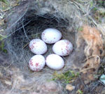 Black-capped chickadee nest with eggs.  Photo by Bet Zimmerman.