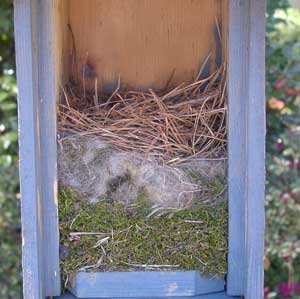 A bluebird building a nest on top of a completed Carolina chickadee nest. Photo by Wayne Davis.