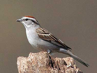 Chipping Sparrow. Photo by Wendell Long.