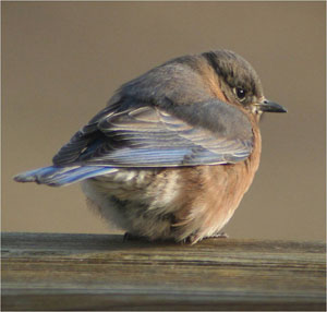 Cold Bluebird. Photo by Karin Pelton