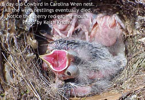 Six day old Cowbird in Carolina Wren nest. Photo by Keith Kridler.
