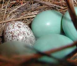 Cowbird egg in bluebird nest.  Photo by L Hampton
