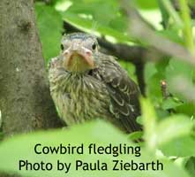 Cowbird nestling. Photo by Paula Ziebarth