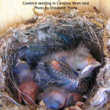 Cowbird nestling in Carolina Wren nest. Photo by Elizabeth Young.