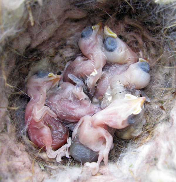 Dead BCCH nestlings. Photo by Bet Zimmerman.