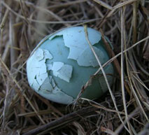 Double shell bluebird egg. Keith Kridler photo.