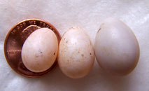 Small TRES eggs.
