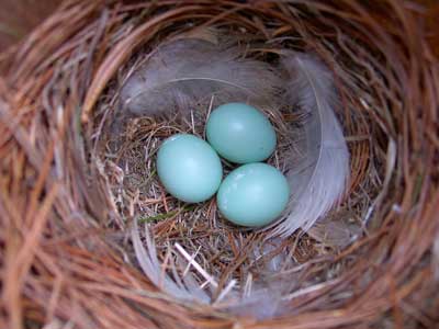 Eastern Bluebird eggs. pHoto by Bet Zimmerman.