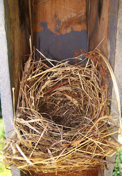 EABL nest. Photo by Bet Zimmerman.