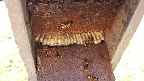 European Paper Wasp in bluebird nestbox