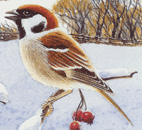 Eurasian Tree Sparrow drawing by R. Ingram