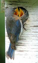 Female bluebird feeding young in a Gilbertson nestbox. Photo by Wendell Long.