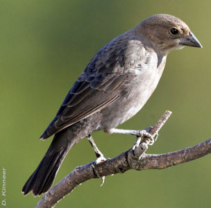 Female Brown-headed Cowbird. Photo by D. Kinneer