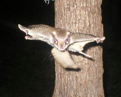 Flying squirrel. Photo by Gene Glaser of MO.
