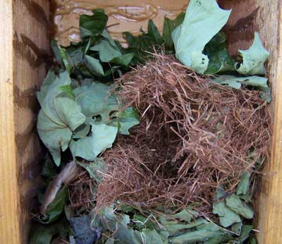 Flying squirrel nest or roost in box. Photo by Bet Zimmerman.