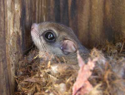 Flying Squirrel. Photo by Keith Kridler.