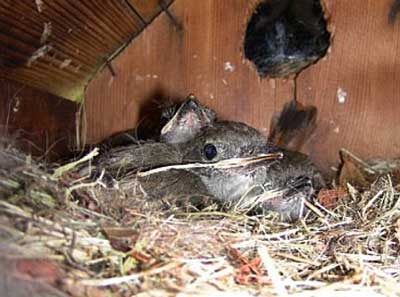 GCFL nestlings. Photo by Richard Hodder and Betsy Marie.