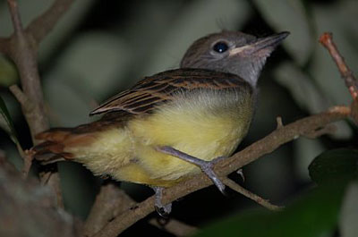 GCFL fledgling. Photo by Richard Hodder and Betsy Marie