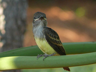 GCFL fledgling. Photo by Richard Hodder and Betsy Marie