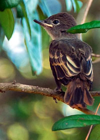 GCFL fledgling. Photo by Richard Hodder and Betsy Marie