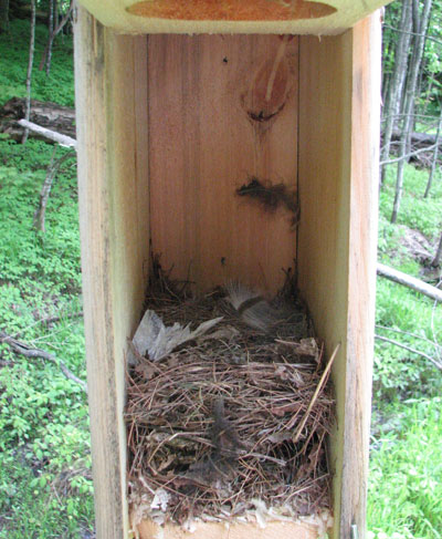 Great-crested Flycatcher nest. Photo by Richard Harlow