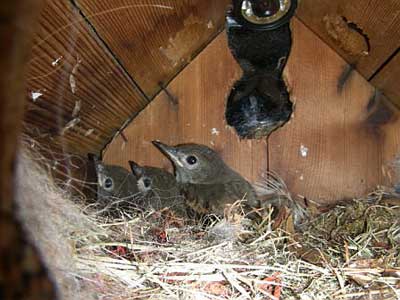 GCFL nestlings. Photo by Richard Hodder and Betsy Marie.