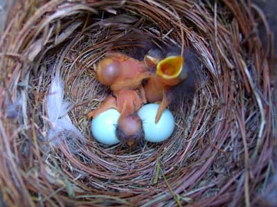 EABL hatchlings. Photo by Bet Zimmerman.