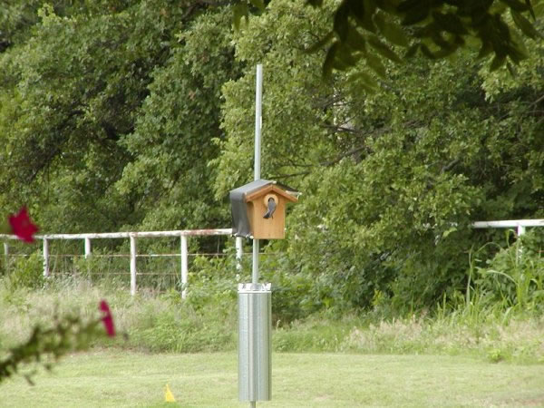 Bluebird investigating