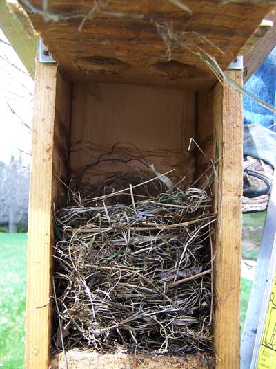 HOSP nest. Photo by Bet Zimmerman