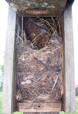 House Sparrow Nest